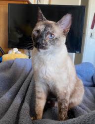 Lost Female Cat last seen Mesquite street 9th ave, Hesperia, CA 92344