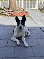 Reunited Male Dog last seen W 39st, Los Angeles, CA 90062