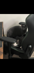 Lost Female Cat last seen Sandra Dr, Oxford, OH 45056