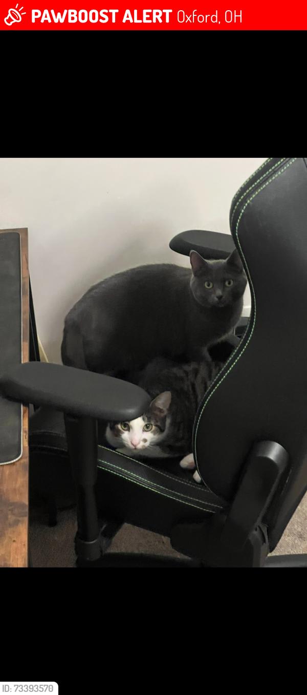 Lost Female Cat last seen Sandra Dr, Oxford, OH 45056