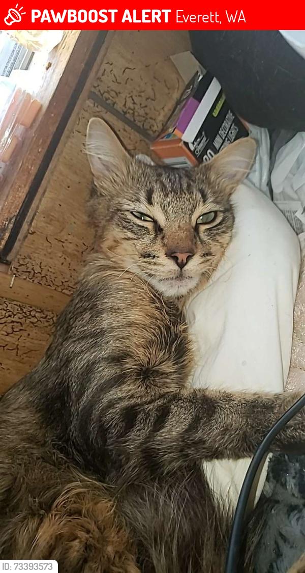 Lost Male Cat last seen Silver lake, Everett, WA 98208