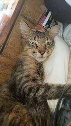Lost Male Cat last seen Silver lake, Everett, WA 98208