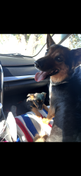 Reunited Female Dog last seen W 39th st, Los Angeles, CA 90062