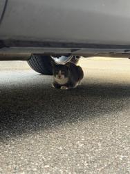 Found/Stray Unknown Cat last seen Back Parking Lot of The Avenue on Oakland complex, Oakland, FL 34787