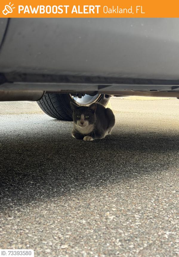 Found/Stray Unknown Cat last seen Back Parking Lot of The Avenue on Oakland complex, Oakland, FL 34787