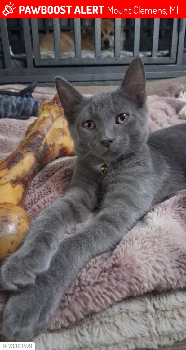 Lost Male Cat last seen Cass and Gratiot, Mount Clemens, MI 48043