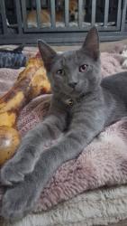 Lost Male Cat last seen Cass and Gratiot, Mount Clemens, MI 48043