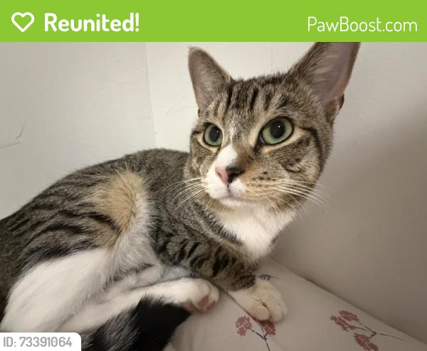 Reunited Male Cat last seen Freeport, NY, USA, Freeport, NY 11520