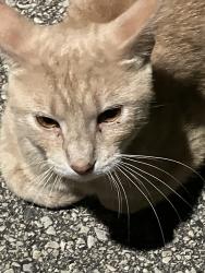 Found/Stray Male Cat last seen Area of Alvina st- Fisk St- Shawano Ave-Western Ave & Monor Ct, Green Bay, WI 54303