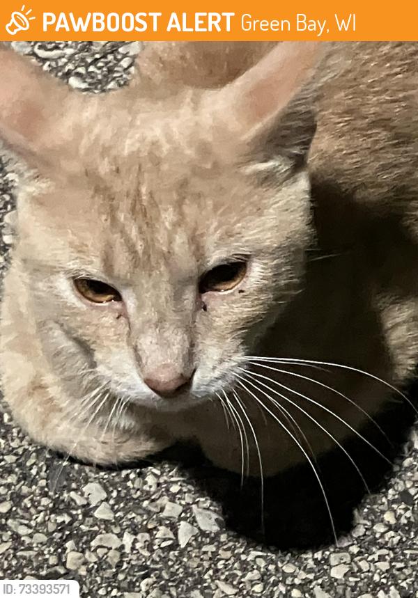 Found/Stray Male Cat last seen Area of Alvina st- Fisk St- Shawano Ave-Western Ave & Monor Ct, Green Bay, WI 54303