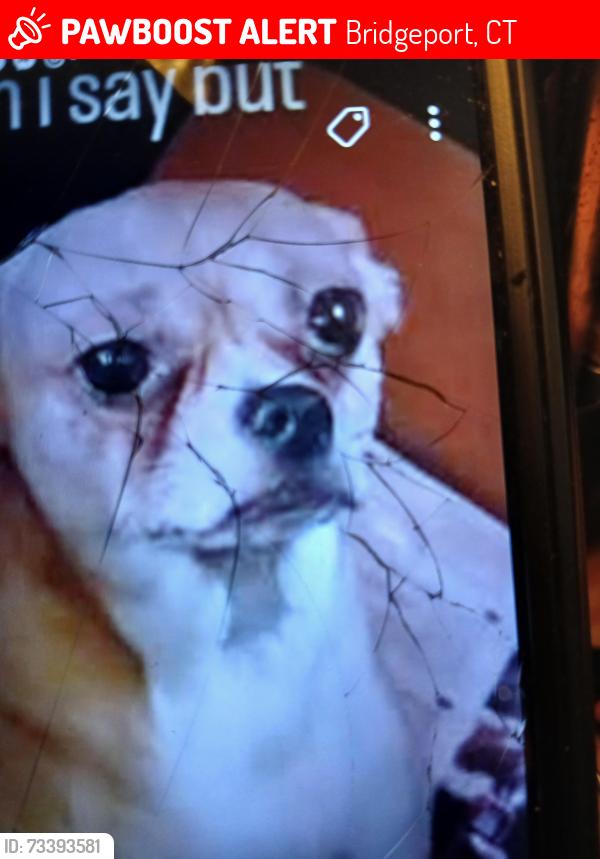 Lost Female Dog last seen Beardsley park, Bridgeport, CT 06610