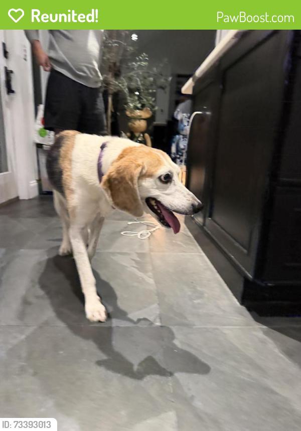 Reunited Female Dog last seen hutchinson blvd and arlington rd., Scarsdale, NY 10583