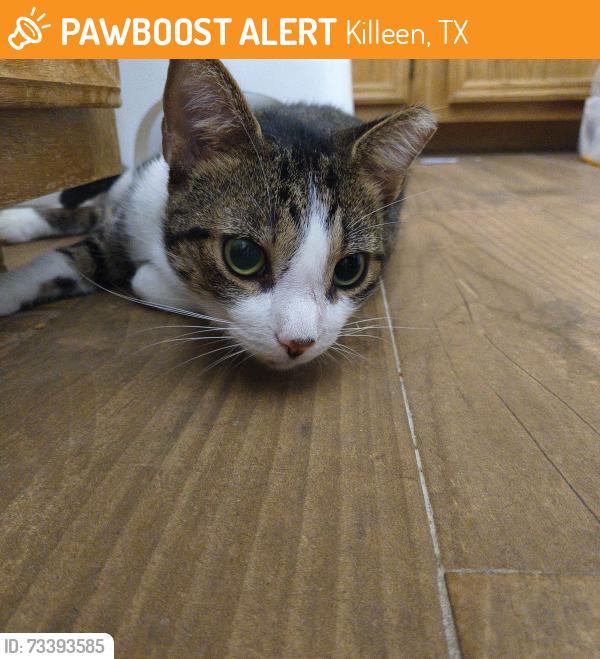 Found/Stray Male Cat last seen Schwald Road, Killeen TX, Killeen, TX 76543