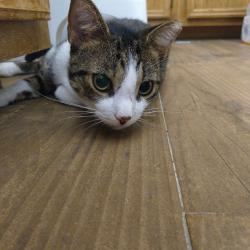 Found/Stray Male Cat last seen Schwald Road, Killeen TX, Killeen, TX 76543