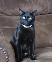 Lost Female Cat last seen 9th avenue, Hesperia, CA 92344