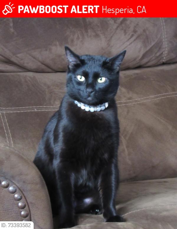 Lost Female Cat last seen 9th avenue, Hesperia, CA 92344