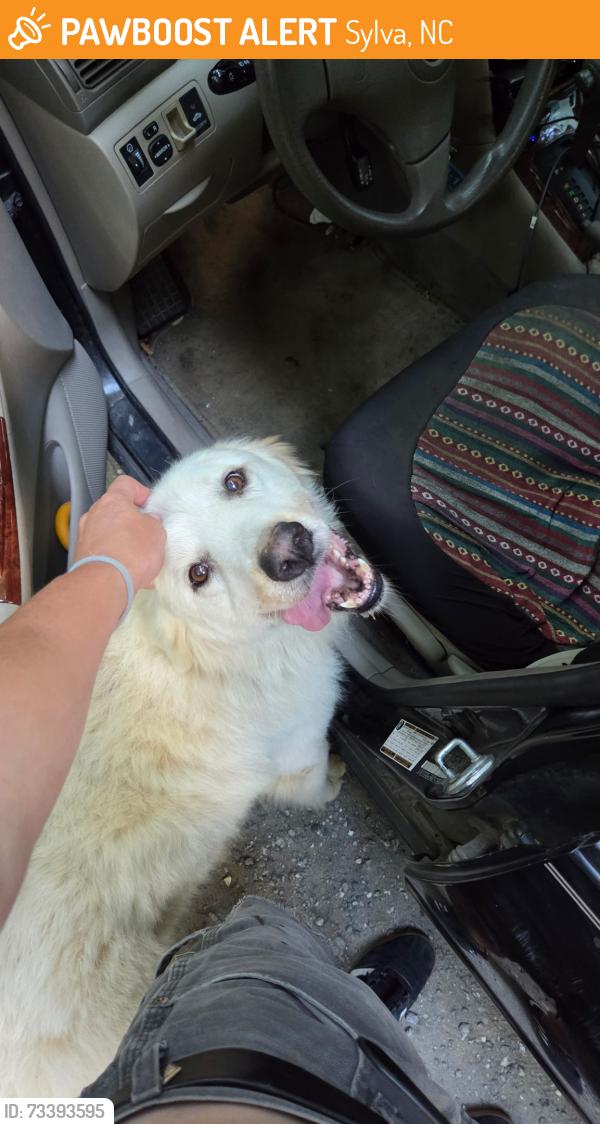 Found/Stray Female Dog last seen Locust field church, Sylva, NC 28779