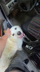Found/Stray Female Dog last seen Locust field church, Sylva, NC 28779