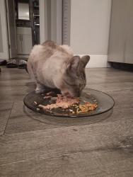 Reunited Male Cat last seen Soto and Harder, Hayward, CA 94544