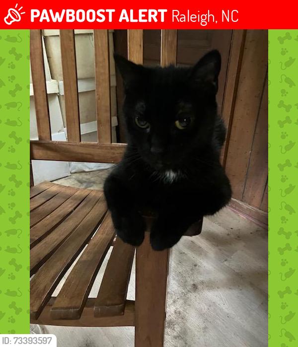 Lost Female Cat last seen Smokeridge Lane / Mine Shaft Rd / Sawmill Rd, Raleigh, NC 27615