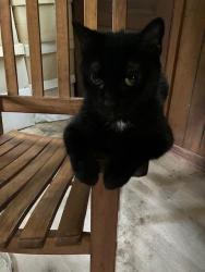 Lost Female Cat last seen Smokeridge Lane / Mine Shaft Rd / Sawmill Rd, Raleigh, NC 27615