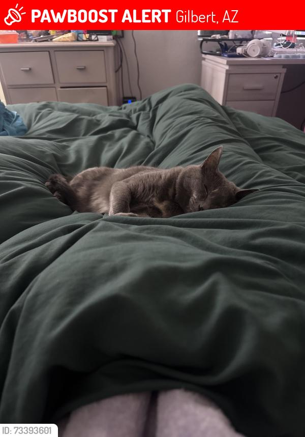 Lost Female Cat last seen Vaughn and N Elm st, Gilbert, AZ 85234