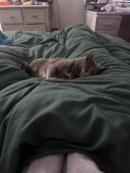 Lost Female Cat last seen Vaughn and N Elm st, Gilbert, AZ 85234