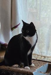 Reunited Female Cat last seen On Chandler Blvd and Evergreen Street in Burbank, California, Burbank, CA 91505