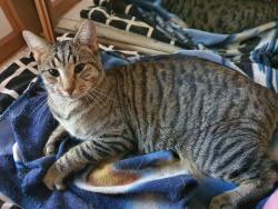 Lost Male Cat last seen Adams road, Craigmore, SA 5114