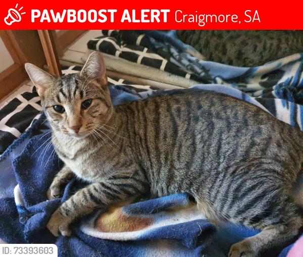 Lost Male Cat last seen Adams road, Craigmore, SA 5114