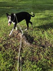 Found/Stray Female Dog last seen Near and 184, Miami-Dade County, FL 33177