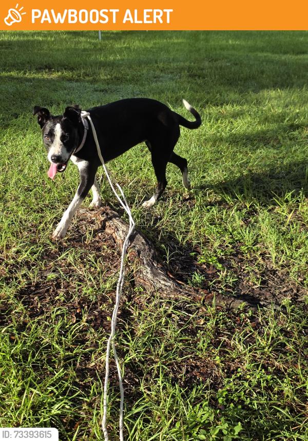 Found/Stray Female Dog last seen Near and 184, Miami-Dade County, FL 33177