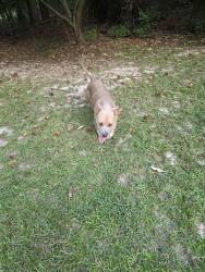 Found/Stray Male Dog last seen Kingston subdivision, Grovetown, GA 30813