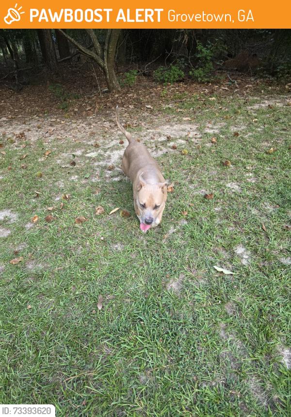 Found/Stray Male Dog last seen Kingston subdivision, Grovetown, GA 30813