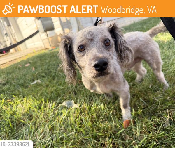 Found/Stray Male Dog last seen Gabe’s store, Woodbridge, VA 22191