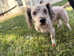 Found/Stray Male Dog last seen Gabe’s store, Woodbridge, VA 22191