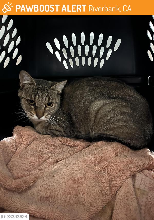 Found/Stray Female Cat last seen Coad Ln, Riverbank, CA 95367