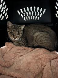 Found/Stray Female Cat last seen Coad Ln, Riverbank, CA 95367