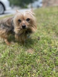 Lost Female Dog last seen Bouldercrests, Ellenwood, GA 30294