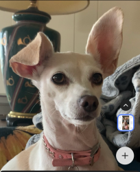 Reunited Female Dog last seen Mountain Shadows Mobile Home Park, Highland, CA 92346