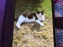Lost Female Cat last seen Elmside/Hollycroft Road Emneth, Emneth, England 