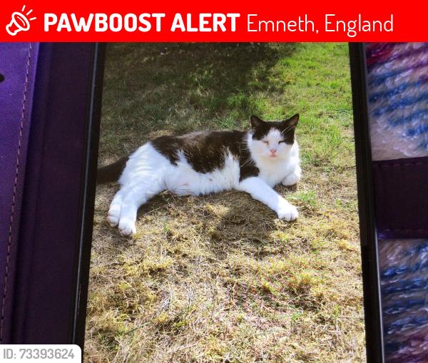 Lost Female Cat last seen Elmside/Hollycroft Road Emneth, Emneth, England 