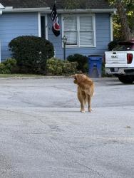 Found/Stray Unknown Dog last seen Hemphill Dr., North Ridge Villas, Raleigh, NC 27609