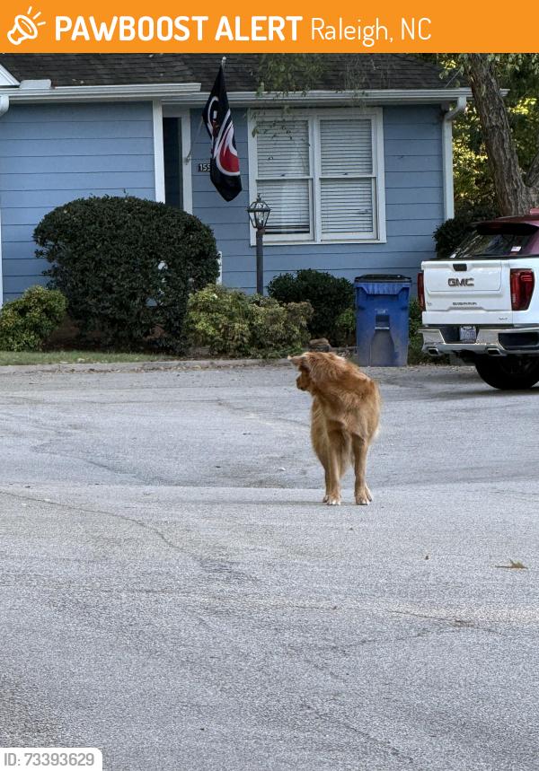 Found/Stray Unknown Dog last seen Hemphill Dr., North Ridge Villas, Raleigh, NC 27609