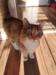 Found/Stray Female Cat last seen Maywood, Maywood, IL 60153