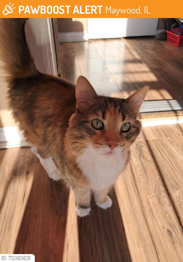 Found/Stray Female Cat last seen Maywood, Maywood, IL 60153