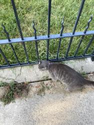 Found/Stray Unknown Cat last seen Belmont and Grove, Richmond, VA 23221
