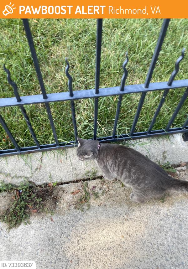 Found/Stray Unknown Cat last seen Belmont and Grove, Richmond, VA 23221