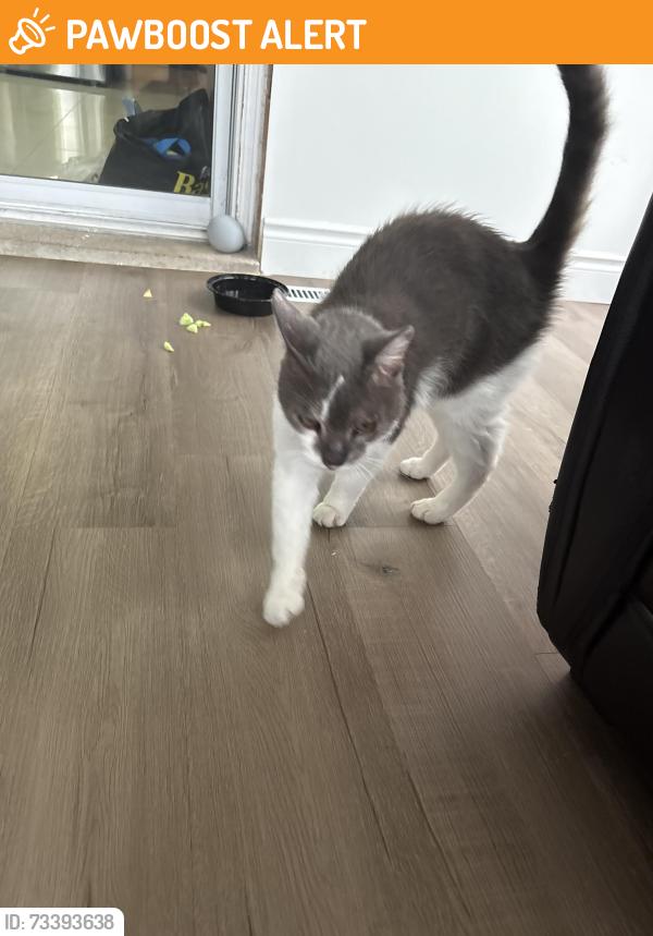 Found/Stray Unknown Cat last seen Ivandale drive and doguy blvd, Mississauga, ON L5R 4G6