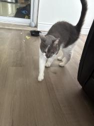 Found/Stray Unknown Cat last seen Ivandale drive and doguy blvd, Mississauga, ON L5R 4G6